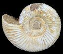 Perisphinctes Ammonite - Jurassic #54222-1